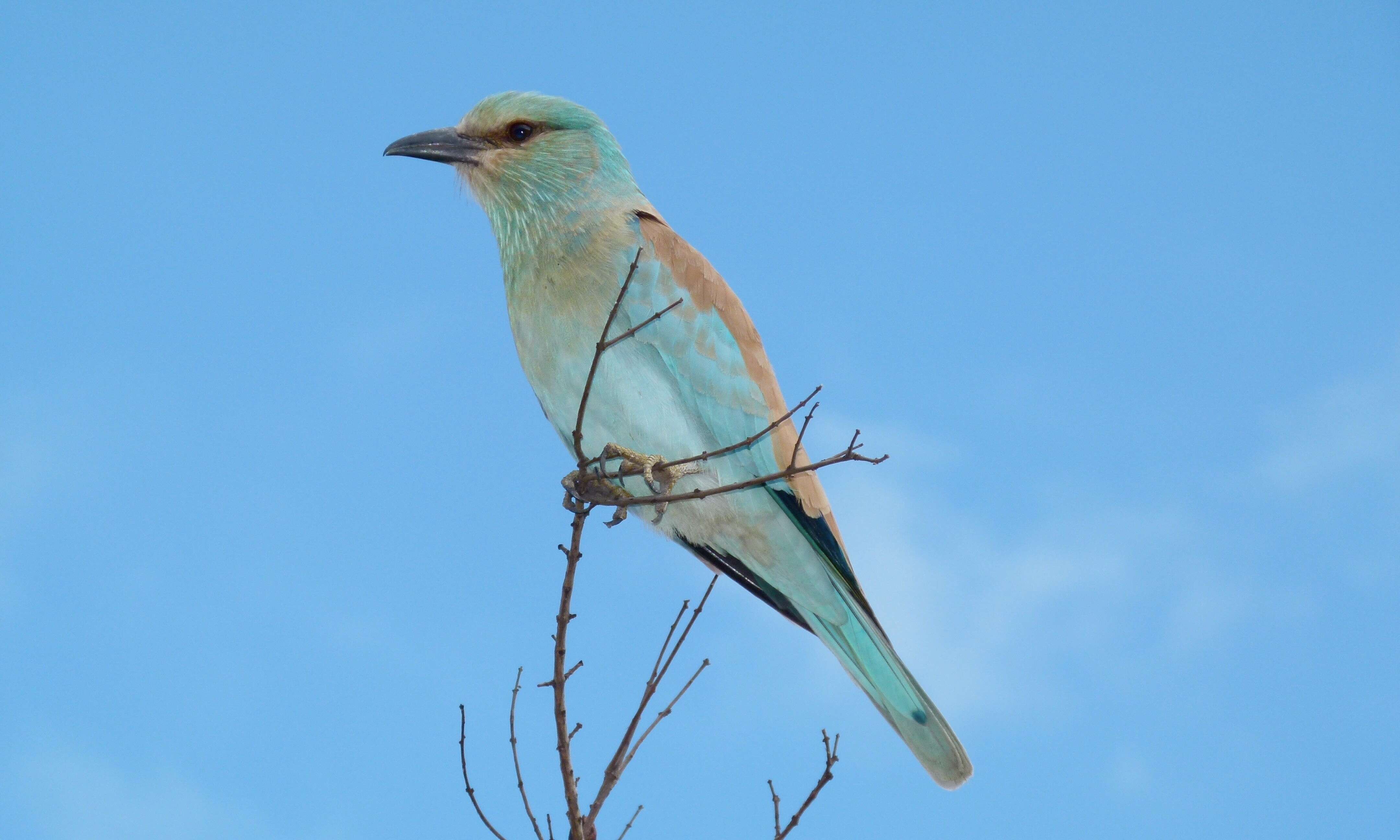 Image of European Roller