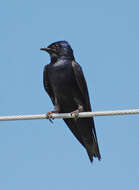 Image of Purple Martin