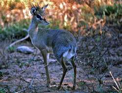 Image of Madoqua kirkii kirkii (Günther 1880)