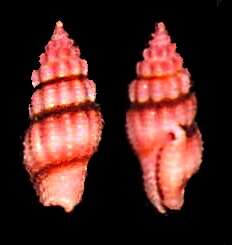 Image of Lienardia rubida (Hinds 1843)