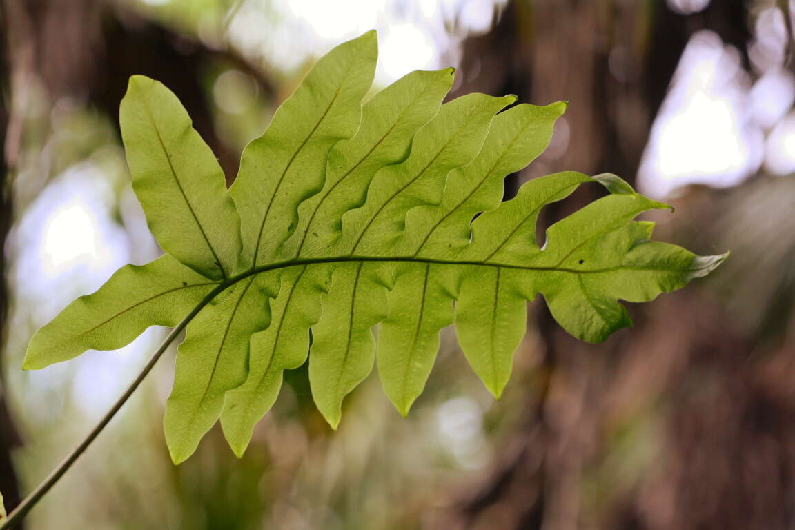 Image of golden polypody