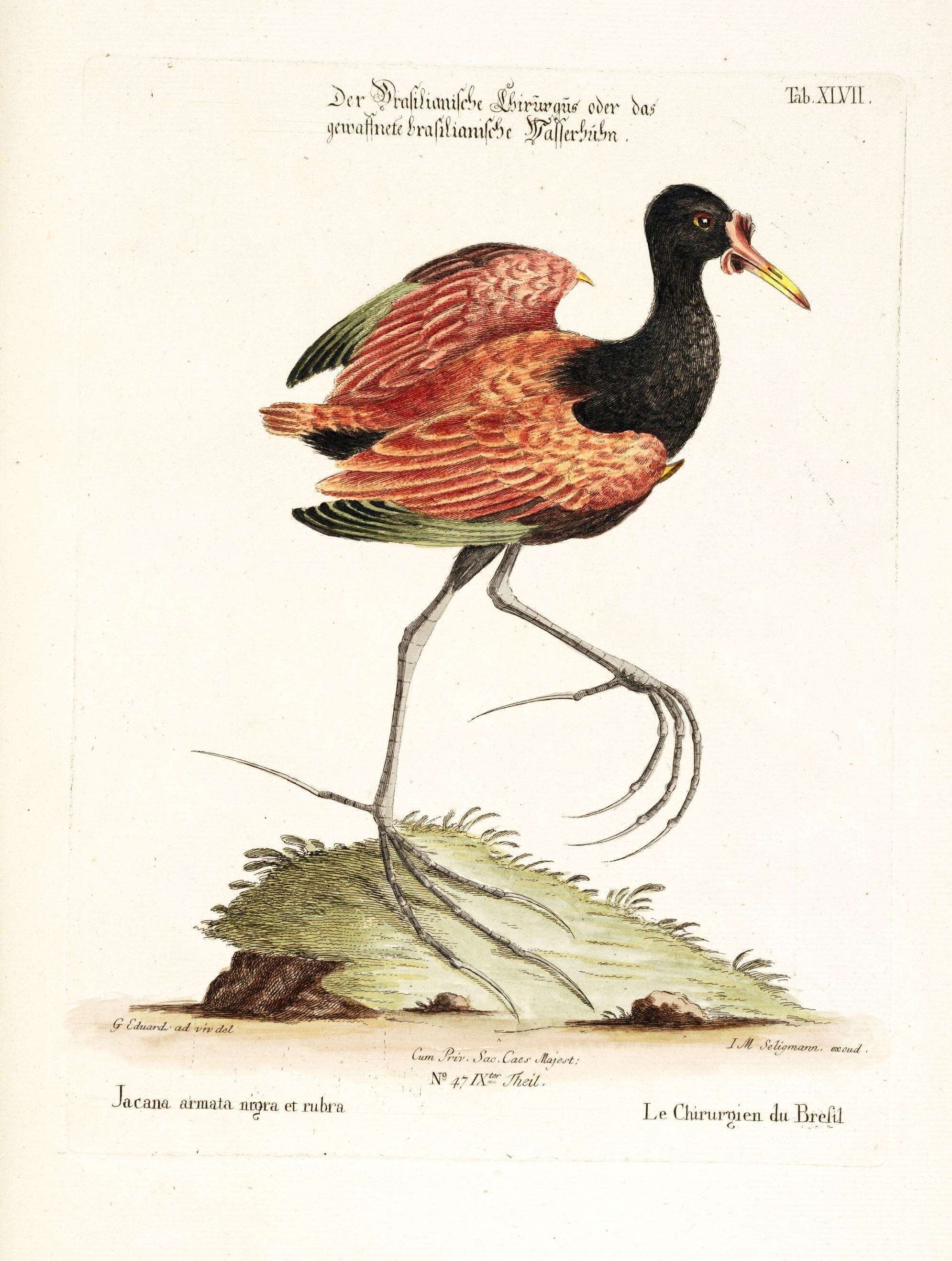Image of Jacana Brisson 1760