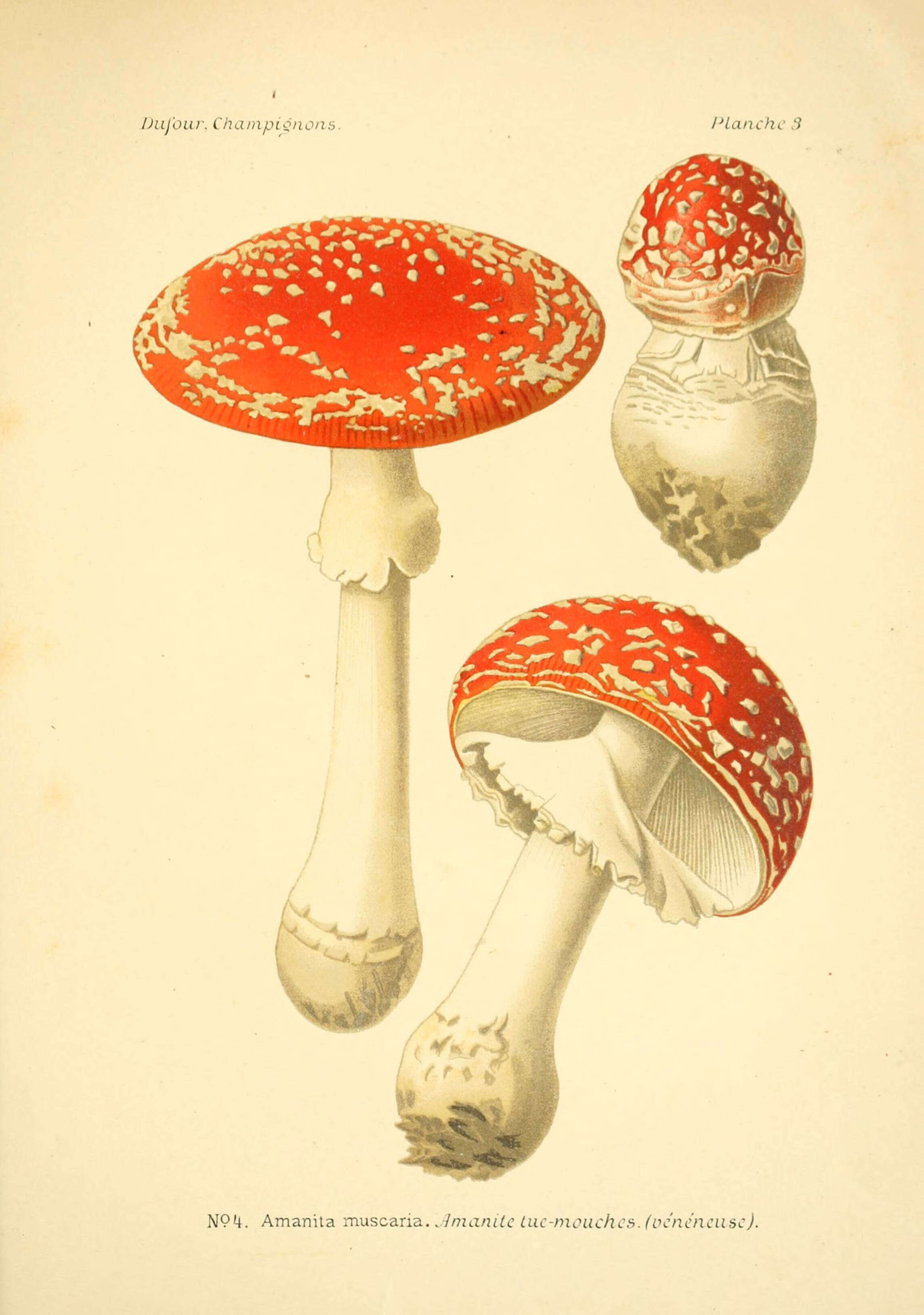 Image of Amanita