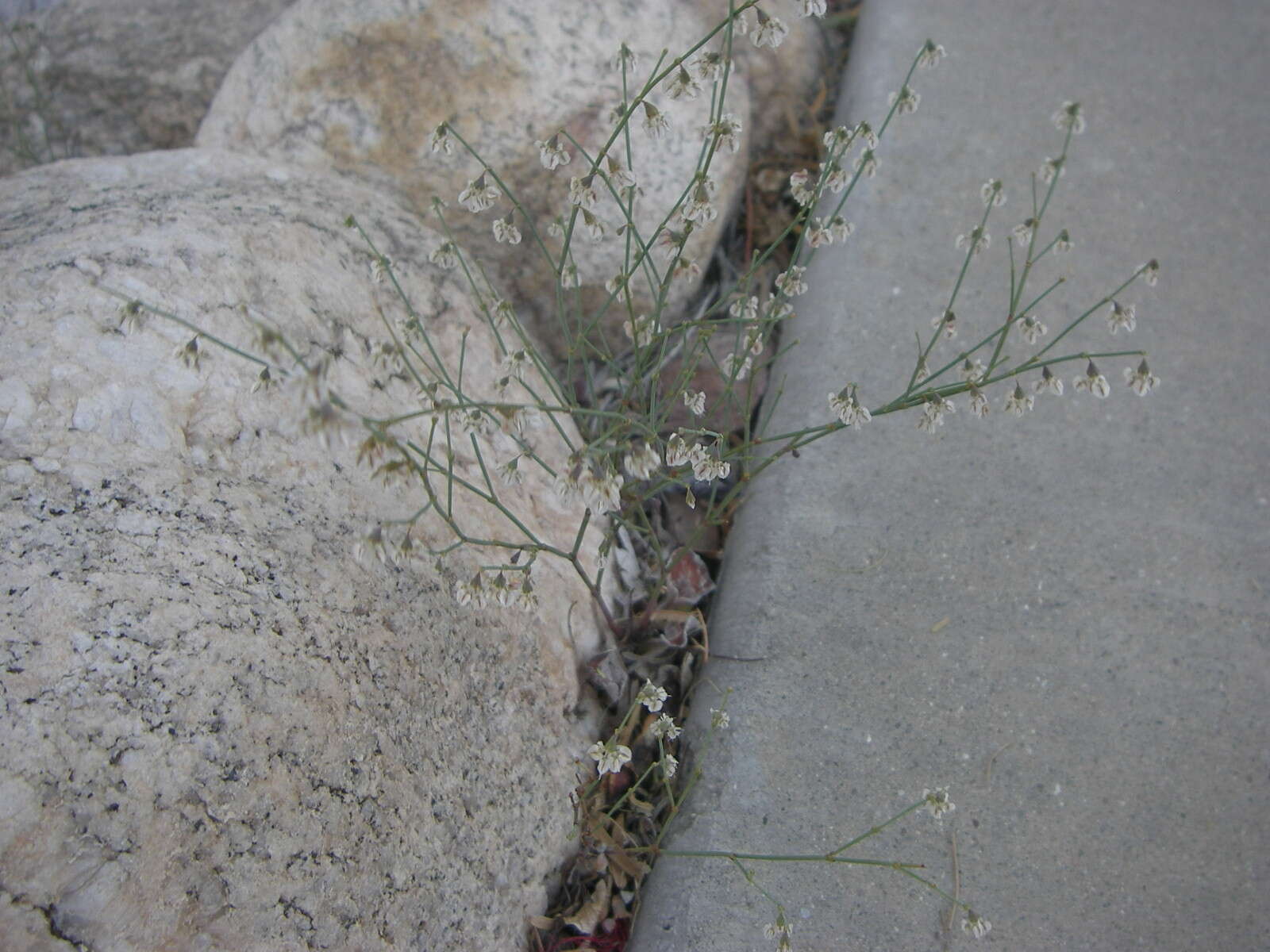 Image of flatcrown buckwheat