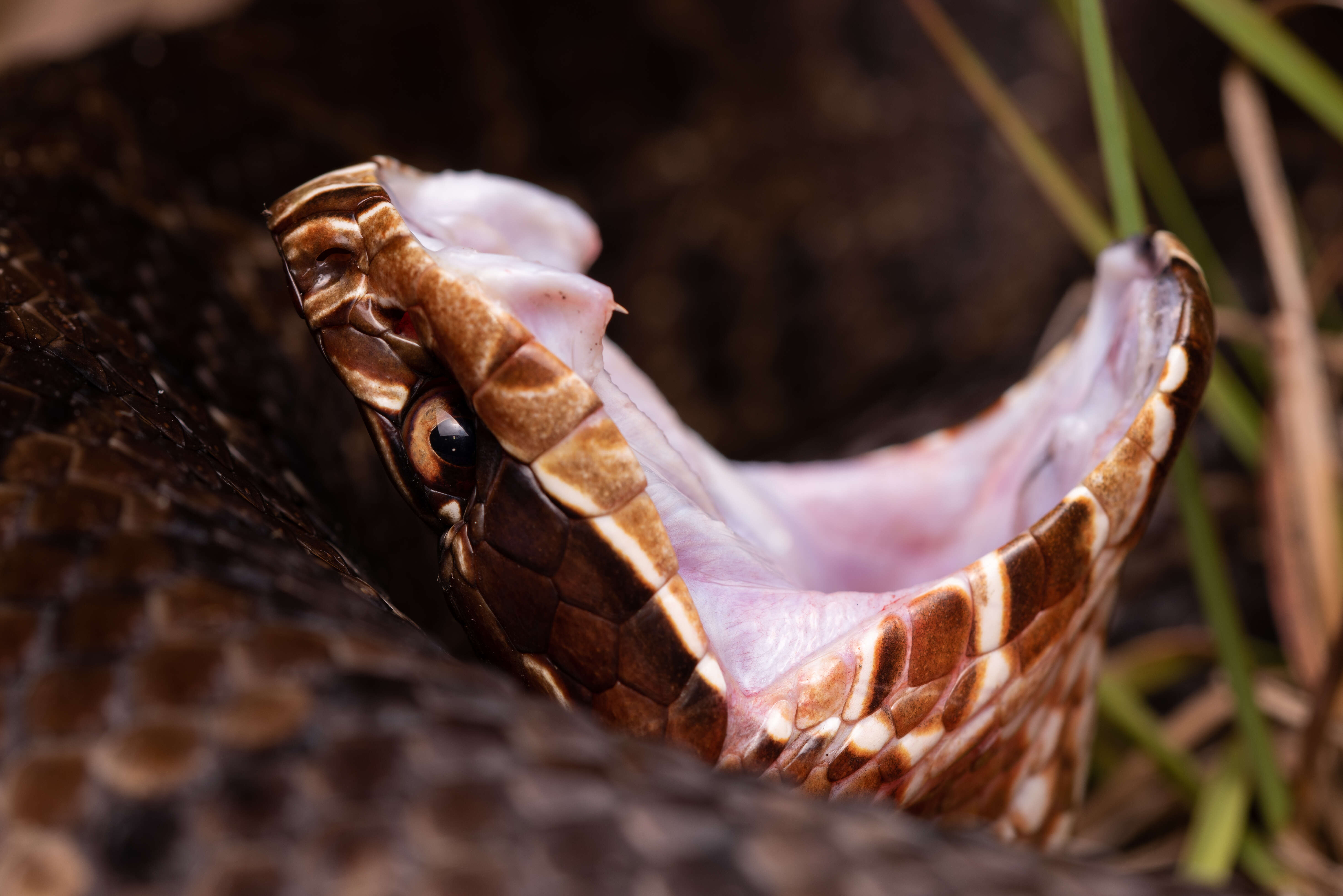 صورة Agkistrodon piscivorus conanti Gloyd 1969