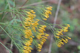 Image of rayless goldenrod