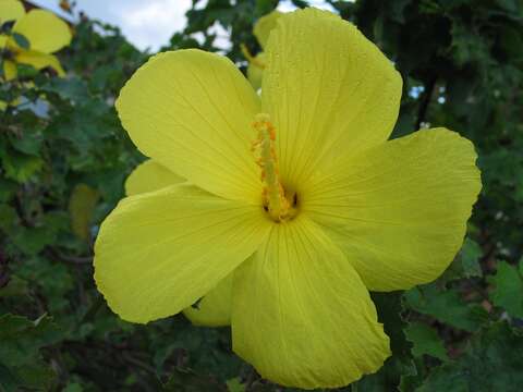 Image of Mokulei rosemallow