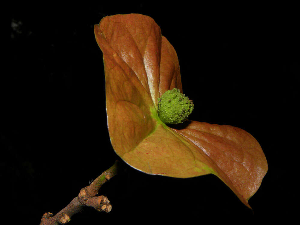 Image of Aptandraceae