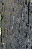 Image of Honey Locust