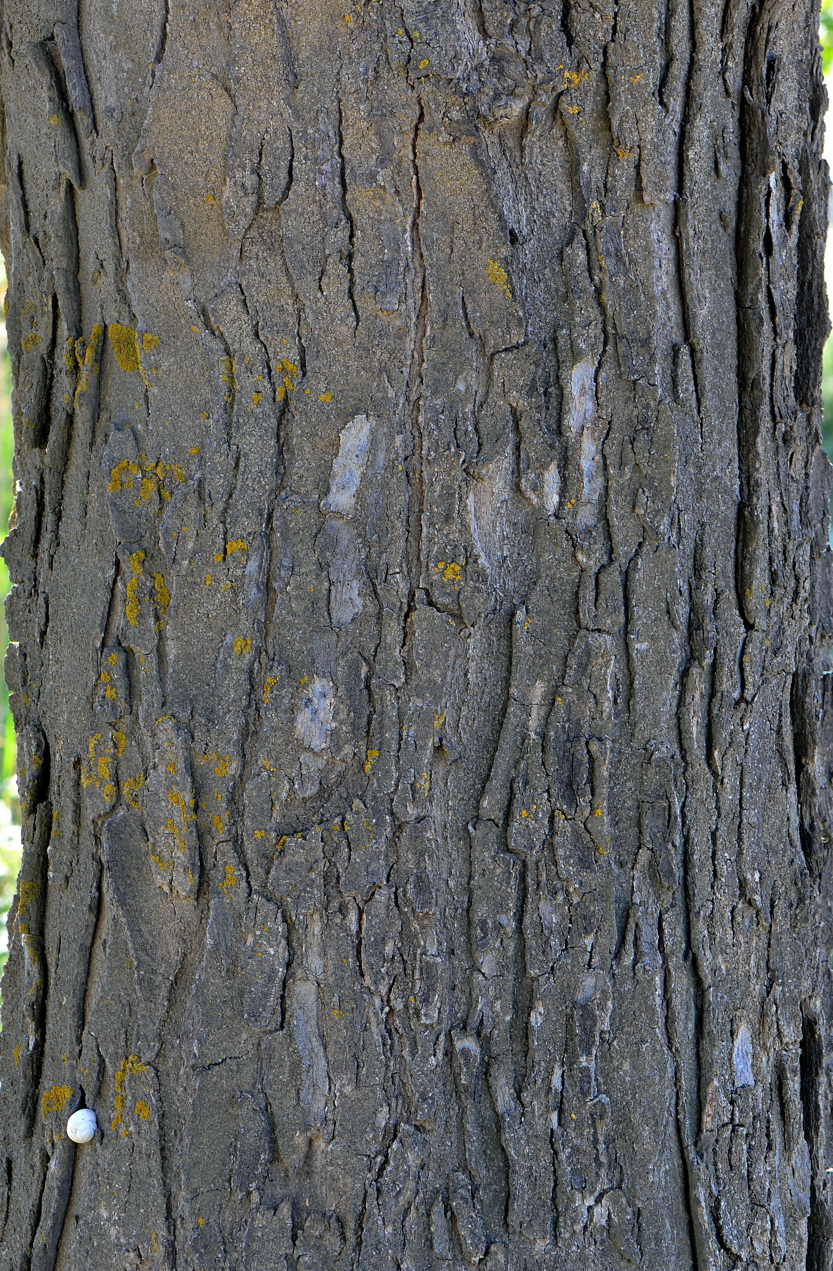 Image of Honey Locust