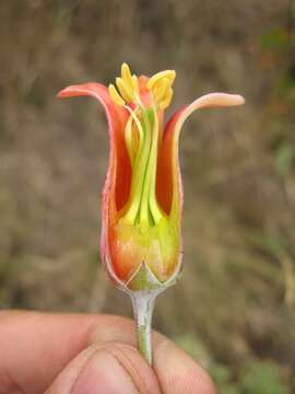 Image of pig's ear