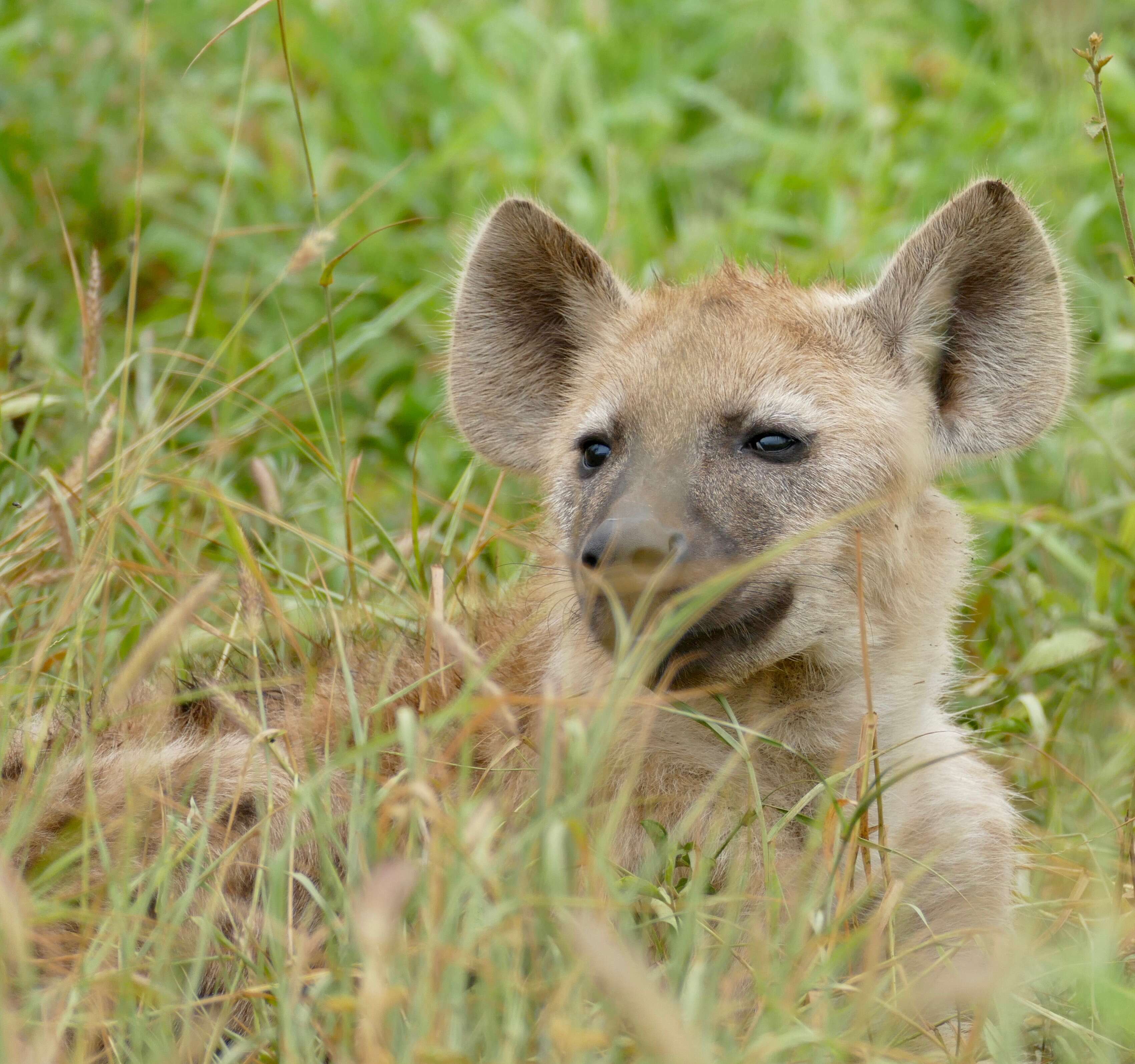 Image of Spotted Hyaenas