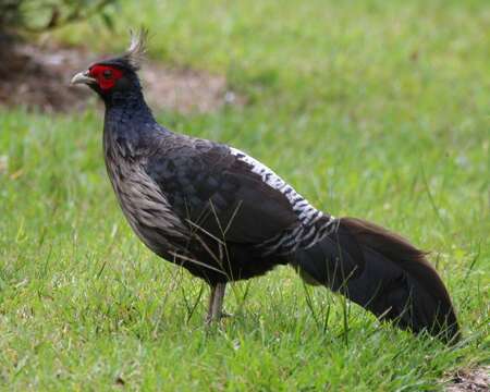 Image of Kalij Pheasant