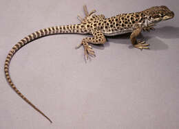 Image of Leopard lizards