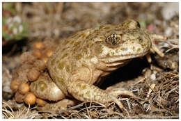 Image of midwife toads