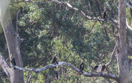 Image de Anhinga d'Australie