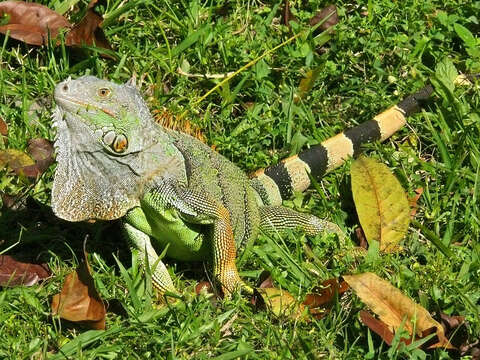 Image of Green iguana