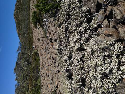 Sivun Leptospermum rupestre Hook. fil. kuva