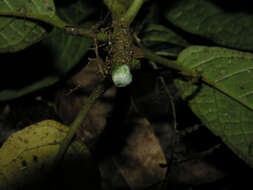 Image of Dorstenia choconiana S. Wats.