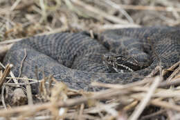 Image of pigmy rattlesnake