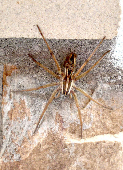 Image of wolf spiders