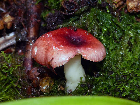 Sivun Russula persanguinea Cleland 1933 kuva