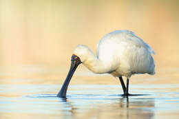 Image of Royal Spoonbill