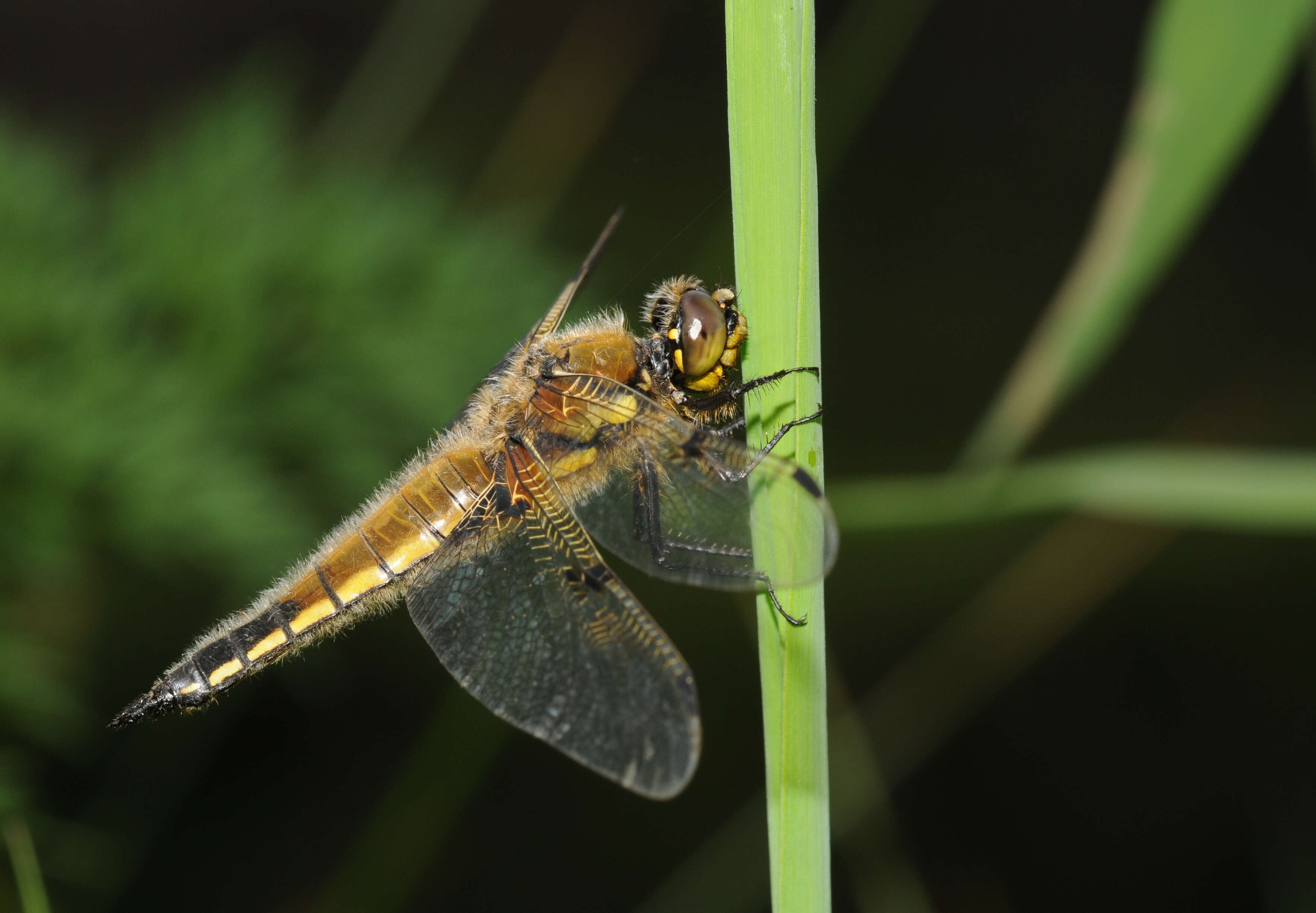 Image of Four-spotted Chaser