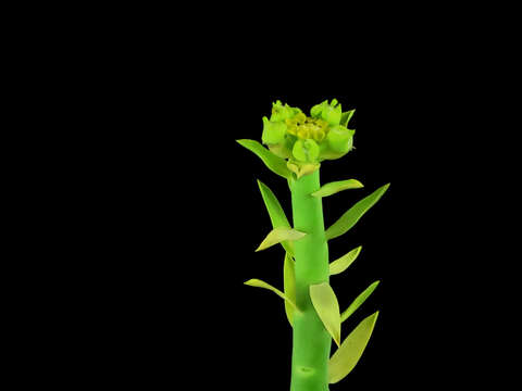 Image of Euphorbia mauritanica L.