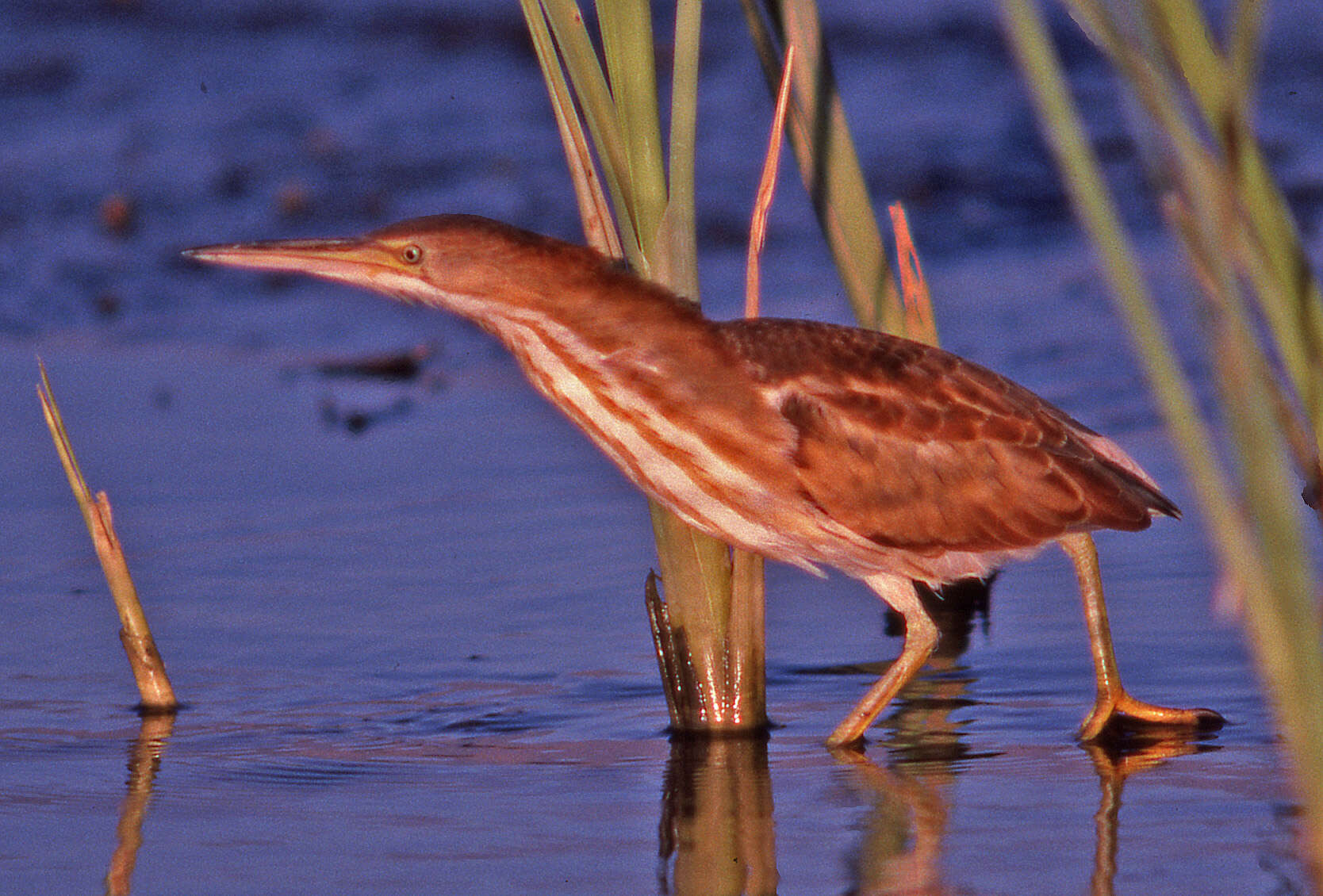 Image of Least Bittern