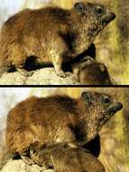 Image of Rock Hyrax