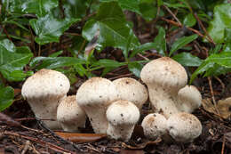 Image of Lycoperdon