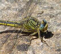 Image of Western Clubtail