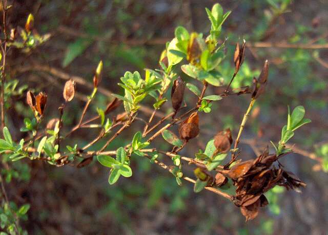 Imagem de Hypericum hypericoides (L.) Crantz