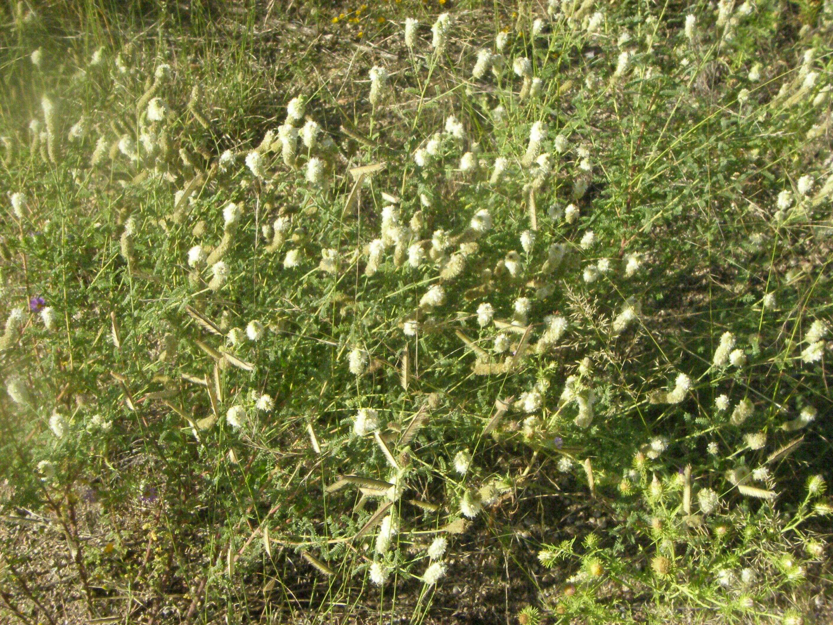 Image of whiteflower prairie clover