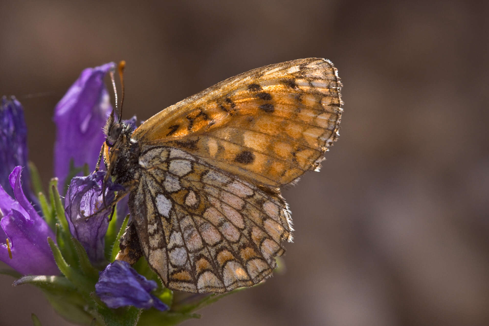 Melithaea athalia resmi