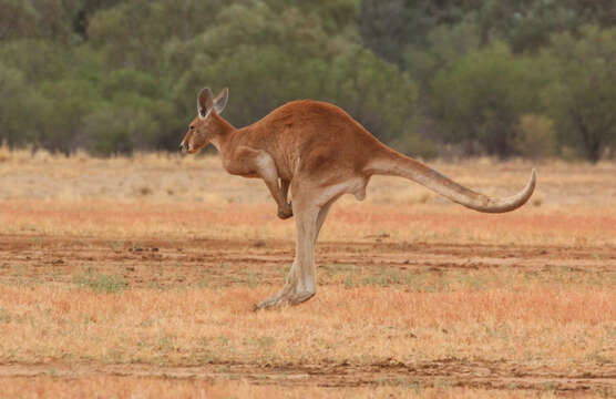 Image of red kangaroo