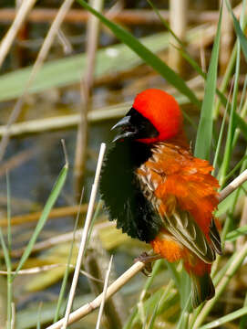 Image of Red Bishop