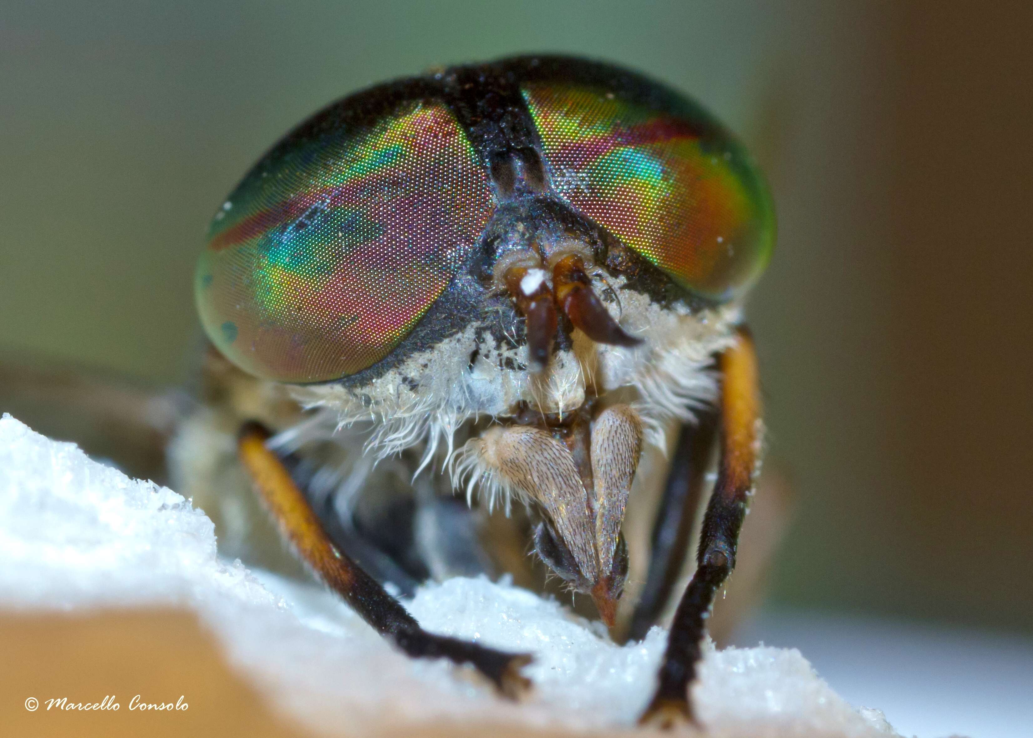 Image of Tabanus bromius Linnaeus 1758