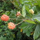 Image of Rubus boliviensis Focke