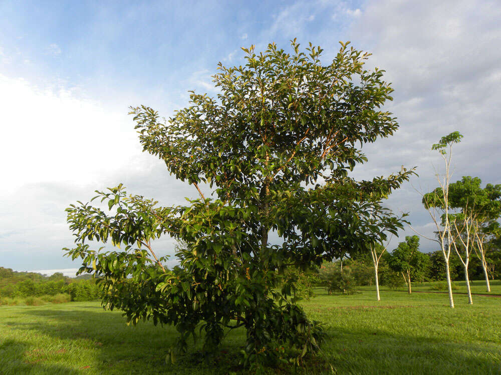 Image of maricao cimun