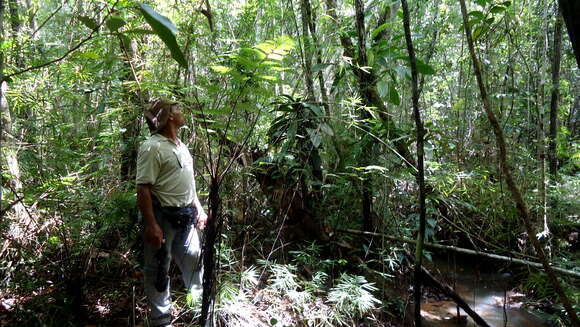 Image of Spiny Tree Fern