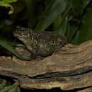 Image of Panther toad