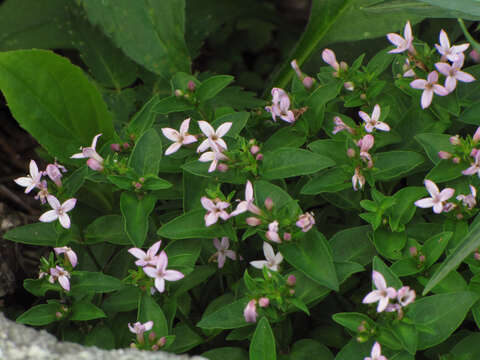 Image of Roan Mountain bluet