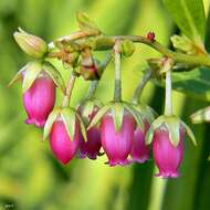 Lyonia lucida (Lam.) C. Koch resmi