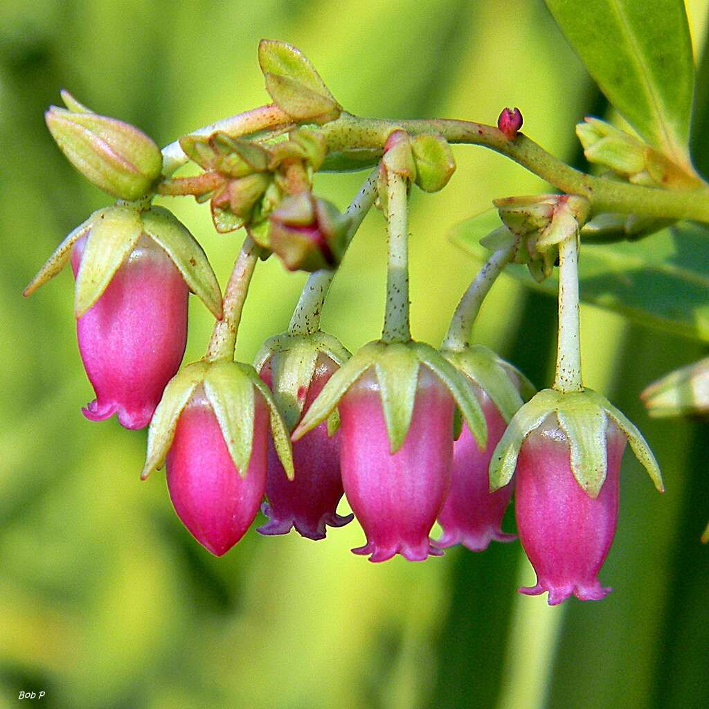 Lyonia lucida (Lam.) C. Koch resmi