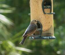 Image of Painted Bunting