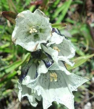 Image of arctic gentian