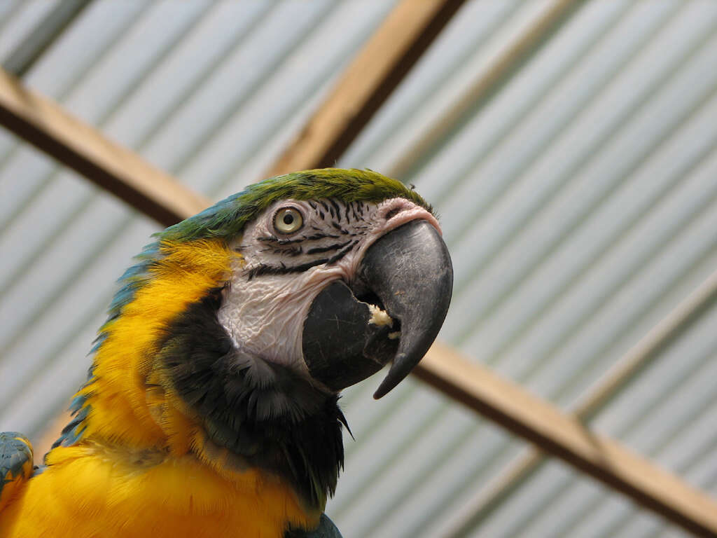 Image of Blue-and-yellow Macaw