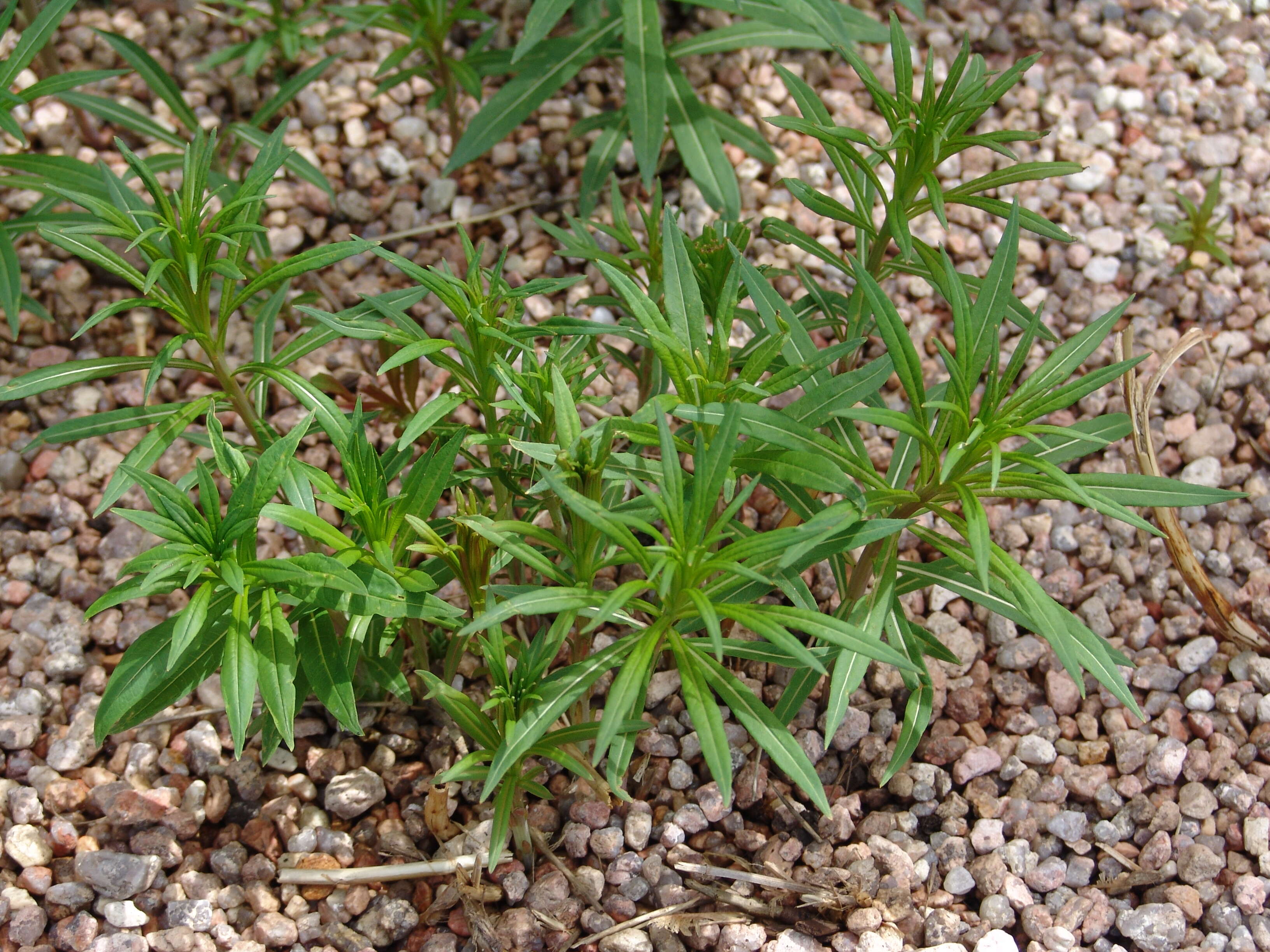 Image of rosebay willowherb